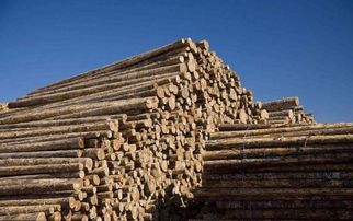 俄羅斯或?qū)⑷娼箤?duì)華出口木材，背后原因及對(duì)建筑材料行業(yè)的影響